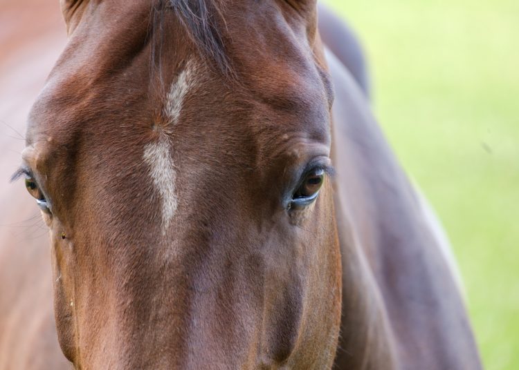 Agricultura proíbe uso de antimicrobianos em ração para animais