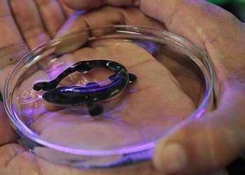 Dois filhotes de ‘minitubarão’ nascem no Aquário de Santos