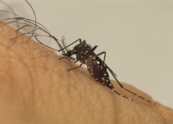 Confira o cronograma das ações de combate ao Aedes aegypti na capital