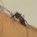 Confira o cronograma das ações de combate ao Aedes aegypti na capital
