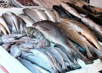 Tradicional “Feira do Peixe” de Socorro está confirmada para quinta e sexta-feira, no Mercado Central