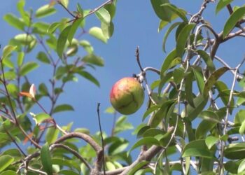 Unidade de Conservação Extrativista das Mangabeiras terá mais de 92 mil metros quadrados