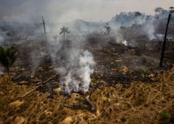 STF devolve combate ao desmatamento da Amazônia ao Ibama