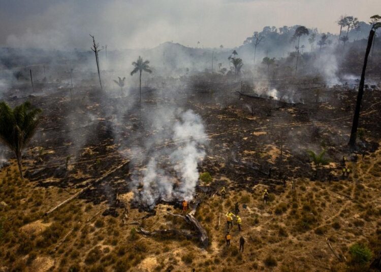 STF devolve combate ao desmatamento da Amazônia ao Ibama