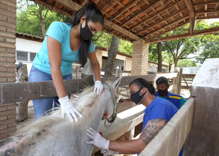 Realizado diariamente, serviço de apreensão impede acidentes e salva animais