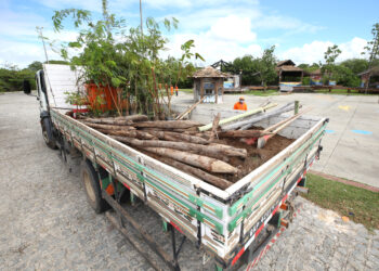 Prefeitura planta mais de 80 mudas de árvores nativas no bairro Coroa do Meio
