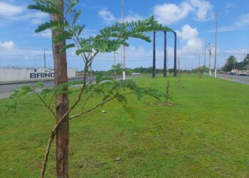 Aracaju Mais Verde: Prefeitura atinge meta de plantio de 3.500 novas mudas