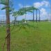 Aracaju Mais Verde: Prefeitura atinge meta de plantio de 3.500 novas mudas