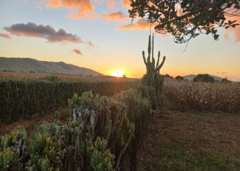 SOB O POR DO SOL DE ALAGADIÇO