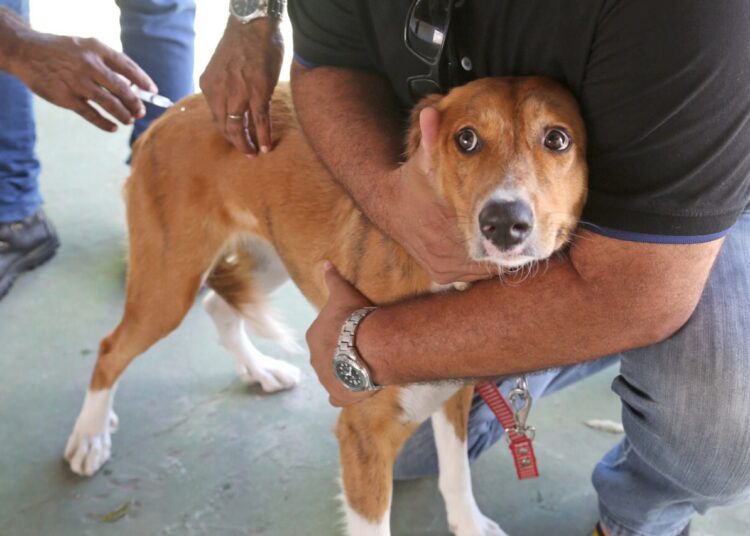 Antirrábica: Prefeitura realiza mais um dia de vacinação em ponto fixo no bairro Aruana