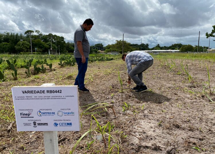 SergipeTec implanta matrizeiro de cana de açúcar melhorado geneticamente