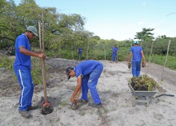 Prefeitura realiza plantio de 200 mudas na Reserva Extrativista Mangabeiras