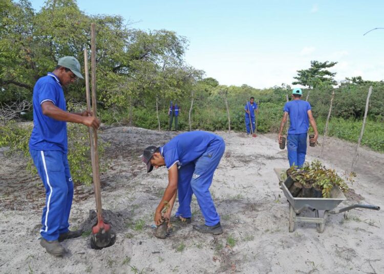 Prefeitura realiza plantio de 200 mudas na Reserva Extrativista Mangabeiras