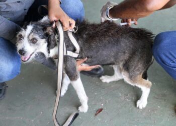 Com oferta regular o ano inteiro, Prefeitura alerta sobre a importância da vacina contra a raiva