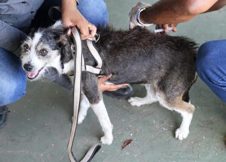 Com oferta regular o ano inteiro, Prefeitura alerta sobre a importância da vacina contra a raiva