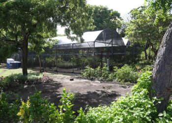 Inventário de Arborização contribui para o desenvolvimento ambiental da capital