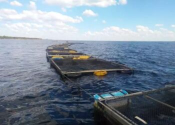 Tocantins mantém crescimento da produção de peixes de cultivo