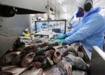 Por que o Brasil, sendo o 4º maior produtor do mundo, importou tilápias do Vietnã?