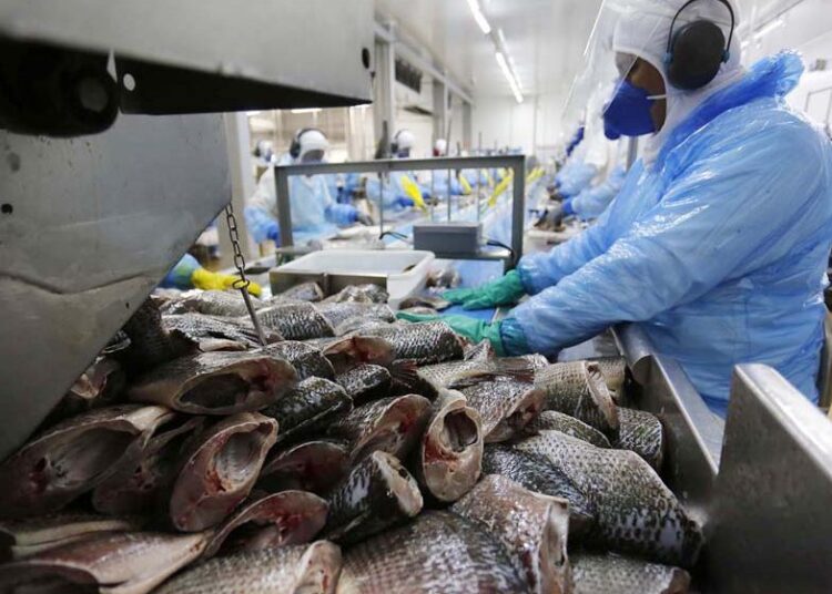 Por que o Brasil, sendo o 4º maior produtor do mundo, importou tilápias do Vietnã?