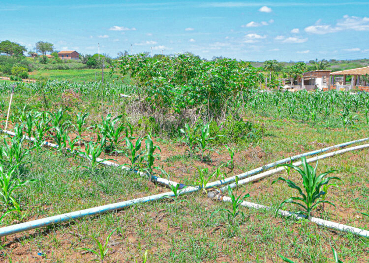Perímetros irrigados do Governo de Sergipe geram polos de desenvolvimento agrário no estado