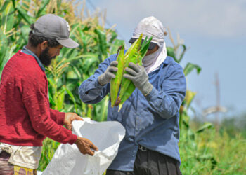 Inscrições dos agricultores familiares no programa Garantia-Safra 2023/2024 vão até o dia 20 de fevereiro