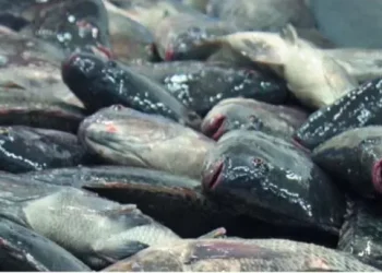 BRASIL PISCICULTOR (III) – Consumo de tilápia cresce quase 100 por cento em dez anos