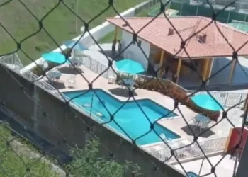 Pai joga a filha cadeirante na piscina e depois se mata com um tiro na cabeça