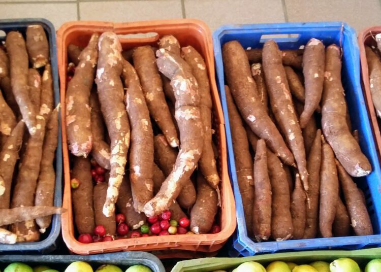 Produção de macaxeira da irrigação pública estadual para período junino cresceu 11%