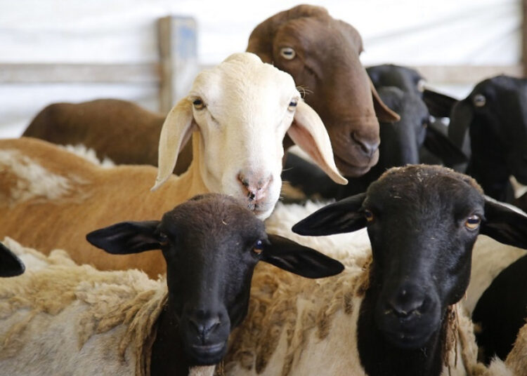 Governo do Estado inicia programa de melhoramento genético de caprinos e ovinos