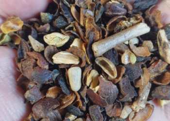 Ministério da Agricultura reprova 19 marcas de café após matérias estranhas serem encontradas nos produtos