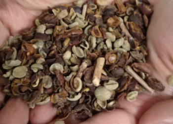 Ministério da Agricultura manda recolher 16 marcas de cafés impróprios para o consumo