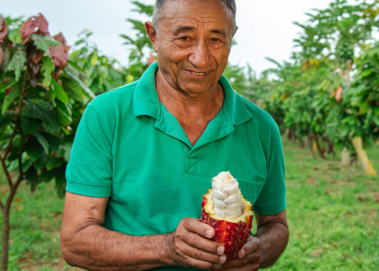 Pequenos agricultores ampliam produção de cacau em Sergipe com apoio do Governo do Estado