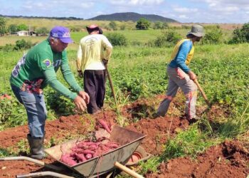 Tecnologia da agricultura regenerativa aumenta produtividade da batata-doce