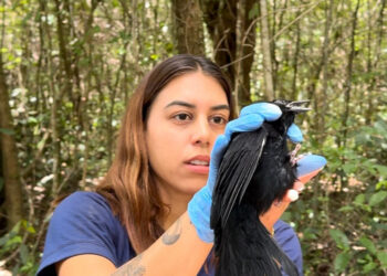 Adema divulga novo número para resgate de animais silvestres