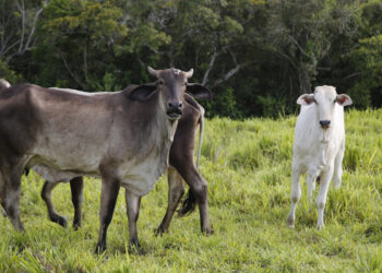 Atualização cadastral dos rebanhos será obrigatória para emissão da GTA a partir de 1º de abril