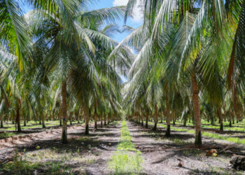 Platô de Neópolis se destaca pela grande produção e impacto socioeconômico na região