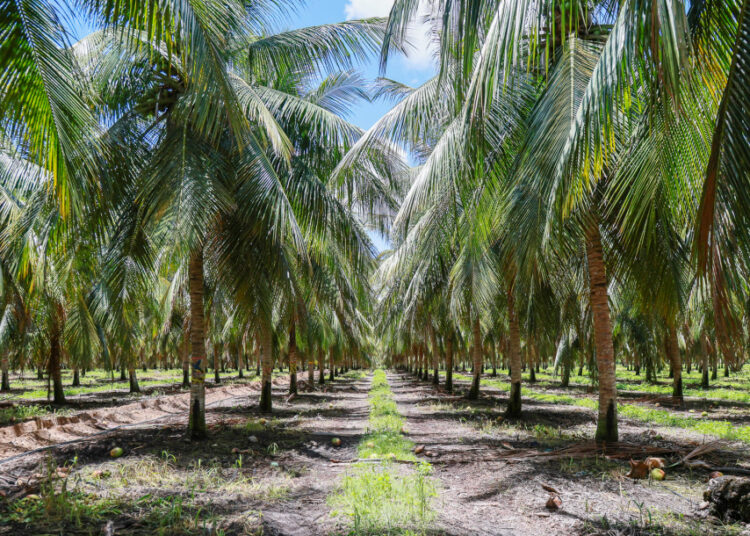 Platô de Neópolis se destaca pela grande produção e impacto socioeconômico na região