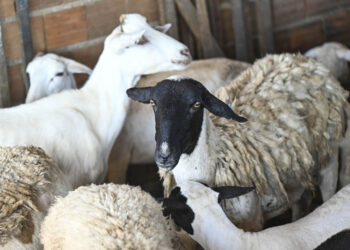 Programa de inseminação artificial apoiado pelo Governo de Sergipe promove melhoria nos rebanhos de pequenos produtores