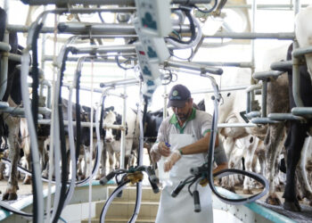 Sergipe registra maior crescimento da produção de leite no Nordeste, aponta BNB