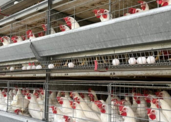 Emdagro reforça ações de prevenção à gripe aviária em Sergipe