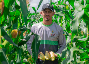 Produtores dos perímetros irrigados garantem produção de milho para o período junino