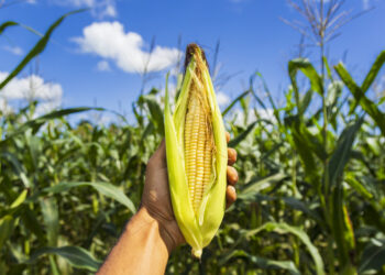 Investimentos do Governo resultam em crescimento de 190% no valor bruto da produção agrícola