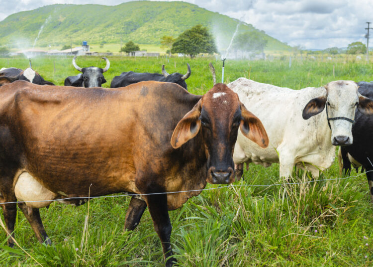 Irrigação fornecida pelo Governo de Sergipe transforma realidade de produtores de leite do centro-sul