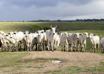 Sergipe consolida maturidade sanitária e fortalece vigilância após retirada da vacinação contra a febre aftosa