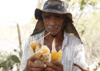 Prazo para inscrições no Garantia-Safra é prorrogado