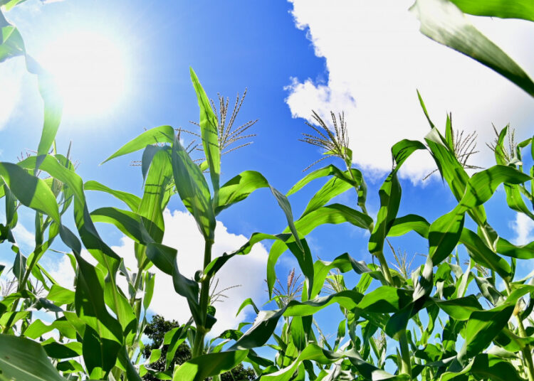 Perímetros irrigados do Governo de Sergipe impulsionam produção de alimentos típicos do São João