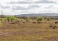 Boletim Técnico do El Niño atualiza cenário climático e facilita acesso às informações climáticas